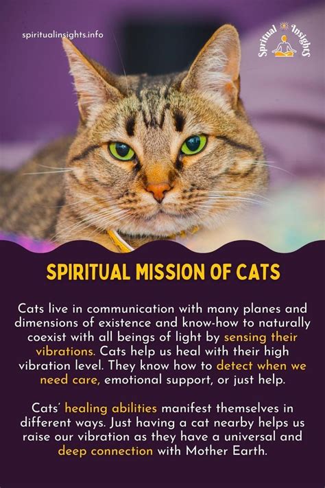 Cat Totem Meaning