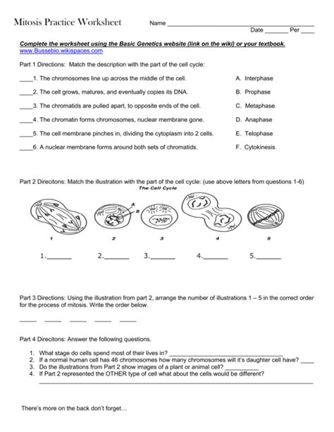 Investigation Mitosis Answer Key Mitosis Division