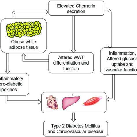 The Schematic Diagram Proposing The Role Of Chemerin In Linking