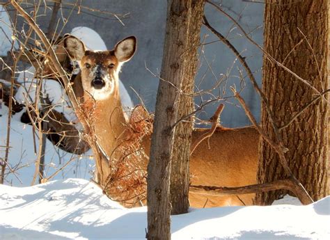 A Glimpse Of The Twin Cities Wildlife And Sunsets