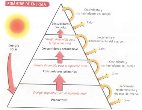 Pirâmides De Energia - Circulación de Energía en los Ecosistemas: Pirámides de Energía