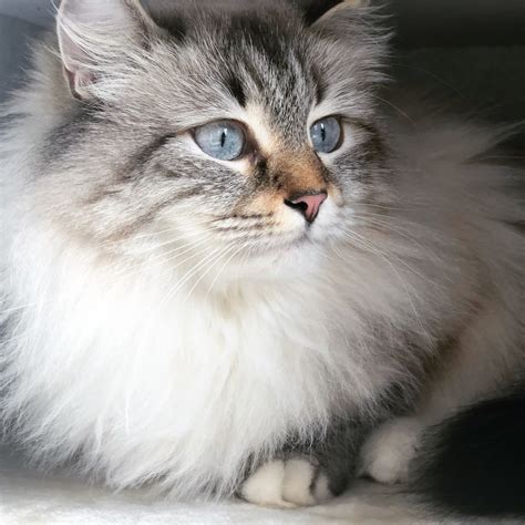 Blue Siberian Cat