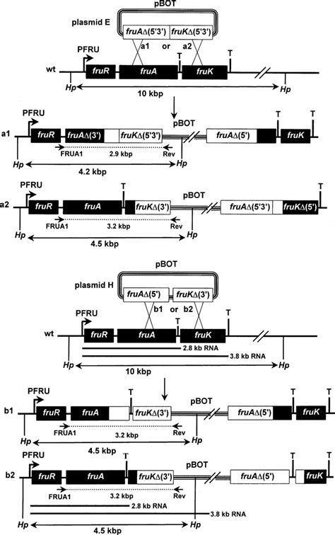 Southern Blot Hybridization Between Probe Frur And Hpaii Digested