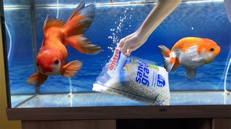 ALLESTIMENTO ACQUARIO Con Oranda Acquario Pescirossi Goldfish