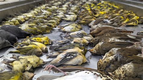 More Than 1,000 Birds Died One Night in Chicago. Will It Happen Again