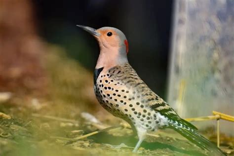 8 Types of Woodpeckers in Wisconsin (Pictures) - Bird Feeder Hub