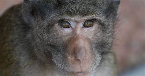 Masturbating Monkeys Use Stones As Sex Toys But Never Climax In Special Sanctuary Daily Star