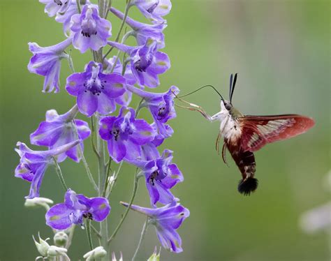 Hummingbird Clearwing Moth Caterpillar