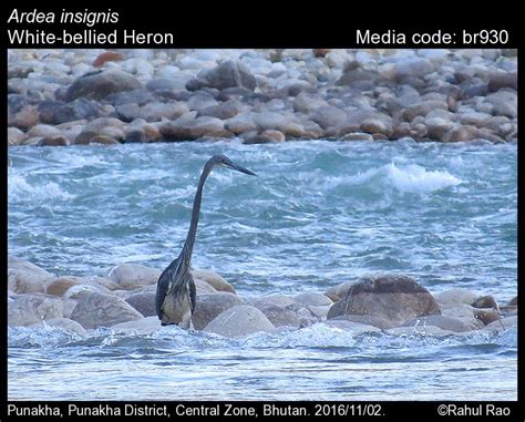 Ardea Insignis Hume 1878 White Bellied Heron Birds