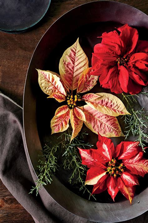 How to Grow Poinsettias So They'll Re-Bloom Next Christmas