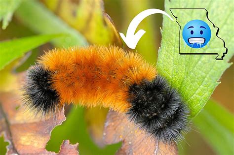 This Caterpillar Says Missouris Winter Is Gonna Super Harsh