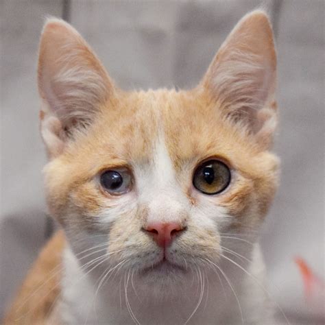 Donors react to kitten shelter expansion plans in the city 2