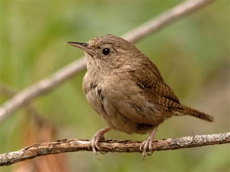 House Wren Celebrate Urban Birds