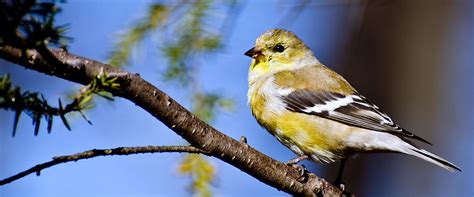 American Goldfinch - Backyard Birds - Wild About Birds
