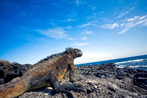 Alla Scoperta Dellarcipelago Delle Galapagos Turismo Del Gusto