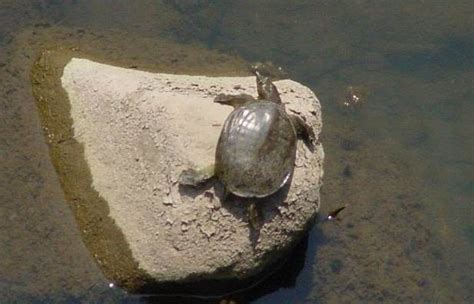 Chinese Softshell Turtle Facts and Pictures | Reptile Fact