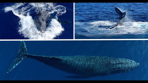 Humpback Whale Puts On A Wild Show YouTube