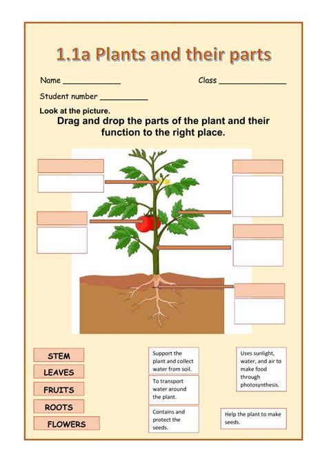 Plant Parts And Functions Worksheet Onlineworksheetmyid
