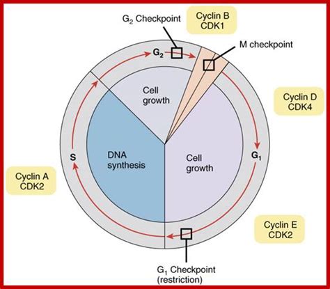 Cell Division: Types, Stages & Processes : Plantlet