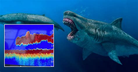 Massive ‘Megalodon’ shark image captured by scientists | Nestia