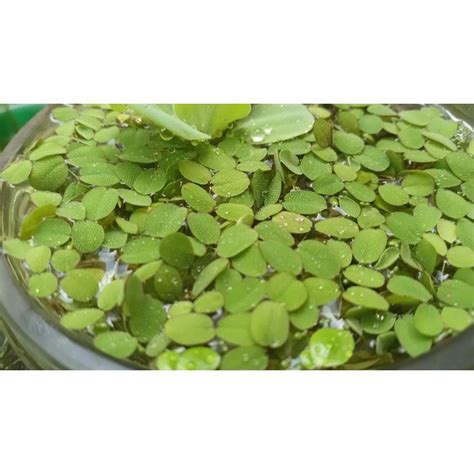 Jual Tanaman Air Salvinia Minima Tanaman Apung Tanaman Air Aquascape