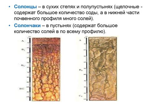 Почвы. Почвоведение - презентация онлайн