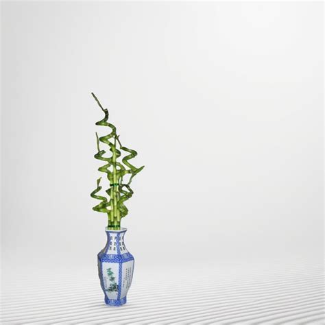 Dracaena Sanderiana Lucky Bamboo Spiral Bamboo Home Decoration Indoor