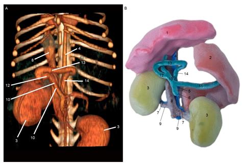 development   dimensional anatomical models  dogs