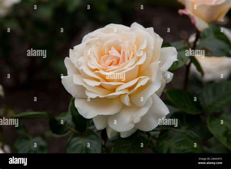 Auckland Metro A Hybrid Tea Mcgredy Rose In Full Bloom Stock Photo