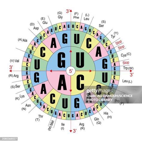 codons   premium high res pictures getty images