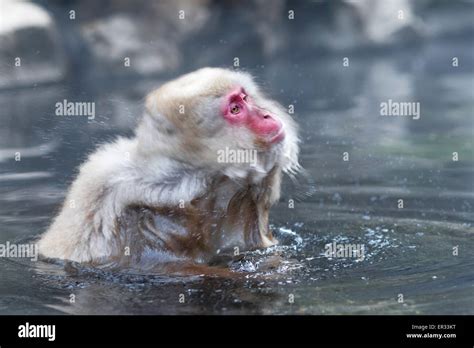 Snow Monkey Or Japanese Macaque In Hot Spring Onsen Stock Photo Alamy