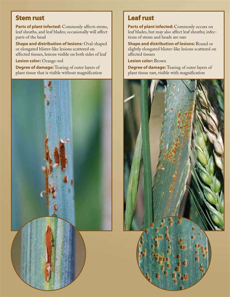 Stem Rust Of Wheat Symptoms