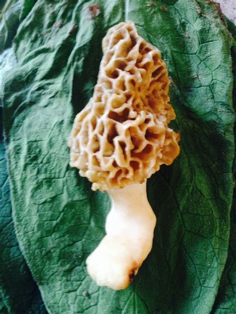 First morel of the season