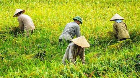 Kampanye Di Lampung Mahfud Md Janji Bebaskan Kredit Macet Petani Dan