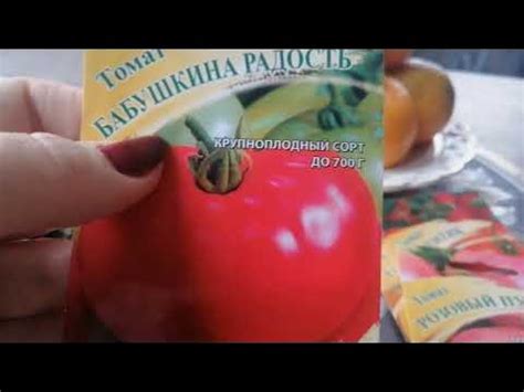Томаты "Бабушкина радость". Обзор семян томатов от агрофирмы Гавриш ...