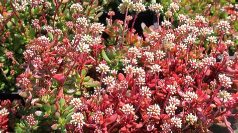 Crassula Pubescens Subsp Radicans Crassula Pubescens Subsp Radicans