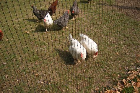 Breeding Sex Links Third Generation Backyard Chickens Learn How To Raise Chickens