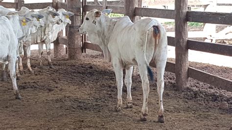 Exemplares da raça Nelore recebem registro definitivo dan ABCZ | Fazenda Cabeceira do Prata