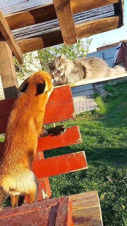 Кот злится на лиса Яшу - YouTube