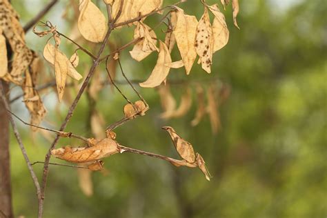 Insect Camouflage | Conservation India