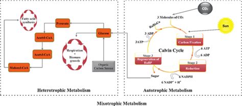 Mechanisms For Carbon Assimilation And Utilization In Microalgae And