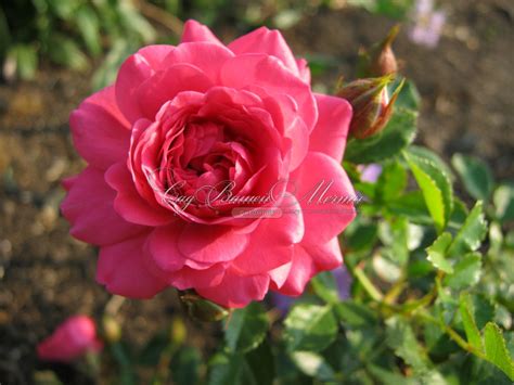 Роза Роди Энциклопедия Роз Лучшая Фото Подборка