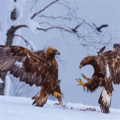 Беркут птица - 74 фото