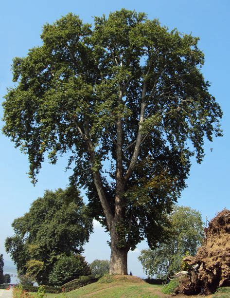 9 Chinar tree ideas | tree, nature, sky