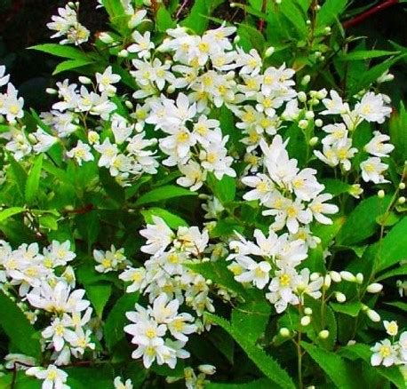 Дейция Никко купить саженцы почтой по низкой цене в интернет-магазине ...