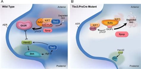 Figure T Box Is A Ciliary Protein And Regulates Stability Of The