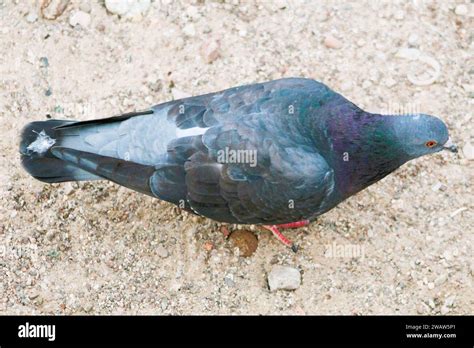 Pigeon Profile In The Sand Stock Photo Alamy