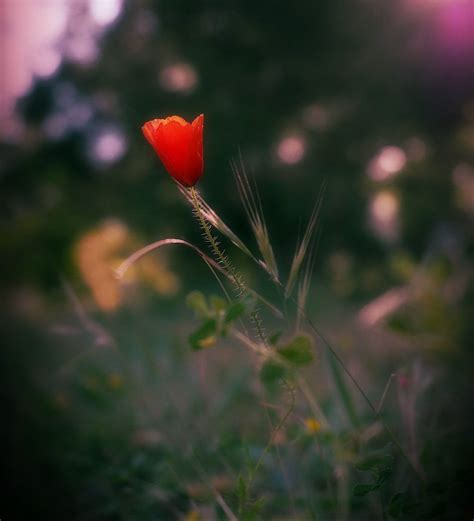 Аленький цветочек цветок - фото и картинки: 73 штук