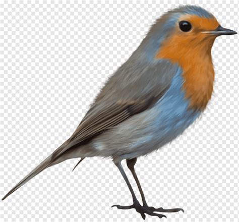 Bird European Robin Birds Animals Fauna Songbird Png Pngwing