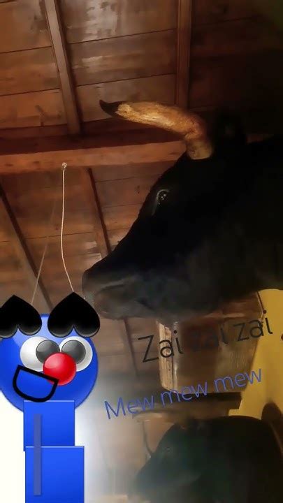 Oggy And Bull Youtube